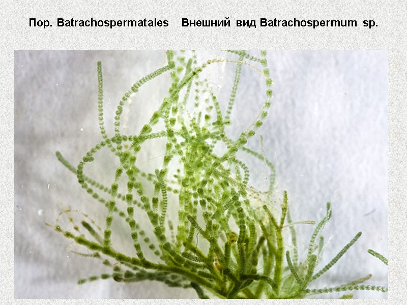 Пор. Batrachospermatales   Внешний вид Batrachospermum sp.